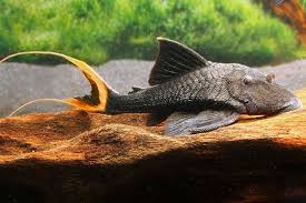 Understanding Pleco L Numbers And Complete L Number