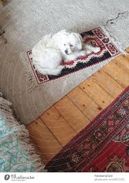 white dog on his carpet a royalty