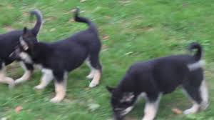 We take the opportunity to let the dog lovers adopt the designer dog breed known as a pomsky. Gerberian Shepsky Puppies For Sale Michigan 07 2021