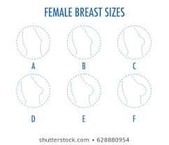 Royalty Free Breast Size Stock Images Photos Vectors
