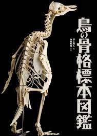 楽天ブックス: 鳥の骨格標本図鑑 - 川上和人 - 9784829975091 : 本