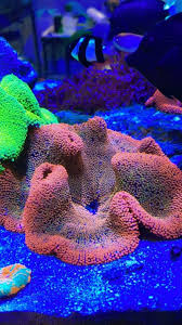 rainbow carpet anemone and another