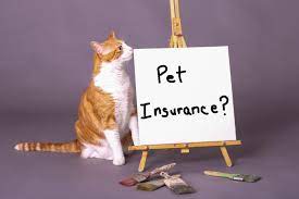 Buy Cat Insurance gambar png