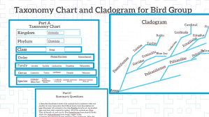 Taxonomy Chart And Cladogram For Bird Group By Shane Peavy