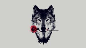 A collection of the top 41 super cool wolf wallpapers and backgrounds available for download for free. Cool Wolf Hd Wallpaper Wolf Holding A Rose 1920x1080 Wallpaper Teahub Io