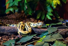 ball pythons shed new light on reptile