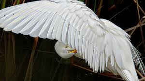Resultado de imagen de pajaros  de alas  blancas  fuertes