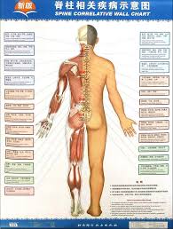 Us 20 75 17 Off Spine Correlative Diseases Wall Chart New Edition In Massage Relaxation From Beauty Health On Aliexpress