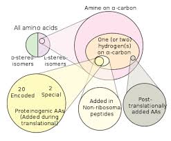 Proteinogenic Amino Acid Wikipedia
