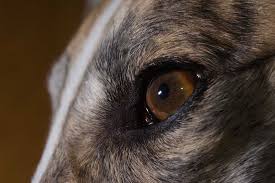 black or brown spots in my dog s eye
