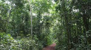 Mabira Rainforest - Jinja Tours