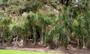 5 Tips To Grow Ponytail Palm Outdoors