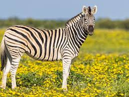 Patterns vary from zebra to zebra. 10 Fascinating Facts About Zebras