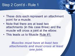 4 1 Joints And Muscles Ppt Download