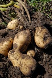 Resultado de imagen de fotografias gratis de patatas con raíces al natural