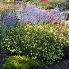 Grow amazing perennials for zone 6 to create a backyard full of flowering blossoms and beautiful foliage throughout the entire growing season. Top 10 Long Blooming Perennials Great Garden Plants