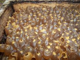 Resultado de imagen para mieles de abejas sin aguijon