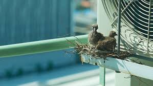 bird nest in air conditioner how birds