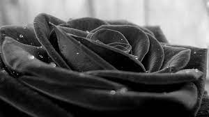 Black rose wallpaper HD download free ...