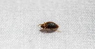 Where Do Bed Bugs Come From Az Animals