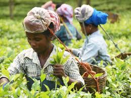 Indian Tea Association: Planters and workers in Bengal tea sector lock horn over wage issue - The Economic Times