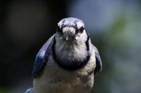 You Have an Aggressive Blue Jay in Your Yard – Now What?