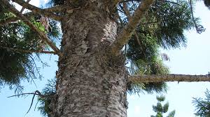 Is your pine tree dying from top down? Norfolk Island Pine Brisbane Trees And Gardens
