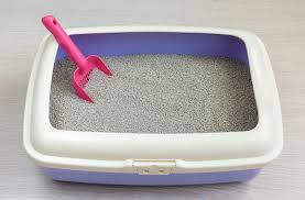 get clumping cat litter out of carpet