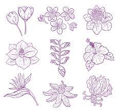 tropical flower sketch ilrations