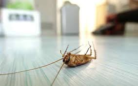 roaches without using foggers