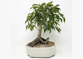 care guide for the ficus bonsai tree