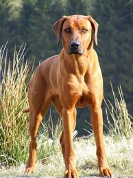 Beautiful Rhodesian Ridgeback. This is the next dog breed I want! Such cool  dogs | Rhodesian ridgeback dog, Dog breeds, Dogs