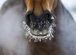 Winter Care For Horses Petmd