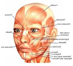 Pin By Melissa Montanez On Anatomy Face Muscles Face
