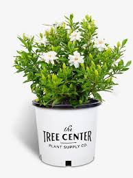 how to care for a potted gardenia