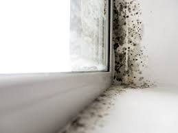 mould removal nzrs