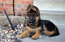 Don't panic if your young gsd puppy's ears are doing funky, wobbly things that don't quite fit into any of these puppy ear stages. German Shepherd Puppies Wichita Ks Petsidi