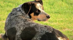 Our dogs are selectively bred for health and superior quality. Australian Shepherd Blue Heeler Mix Breed Info More