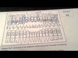 Dental Paper Charting Dental Charting Tooth Chart Dental