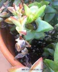 save an overwatered succulent plant