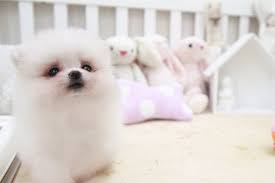 At san jose petsmart pet stores, you'll find essential pet supplies and services. Pomeranian Puppy For Sale In San Jose Ca Adn 57492 On Puppyfinder Com Gender Female Age 7 Week Pomeranian Puppy For Sale Pomeranian Puppy Puppies For Sale