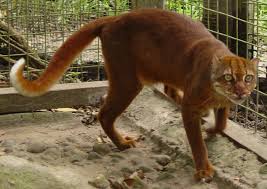 Most of the wild cat species are listed under the headings of endangered, vulnerable, threatened, rare, least concern and data deficient. Bay Cat Wikipedia