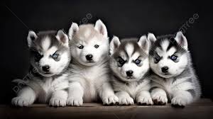 four siberian husky puppies sitting hd