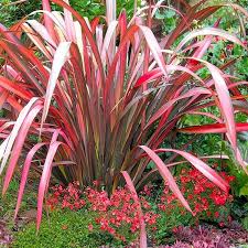 Phormium New Zealand Flax Aloha Tropicals