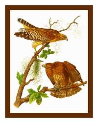 Pair Of Red Tailed Hawk Birds By John James Audubon Counted