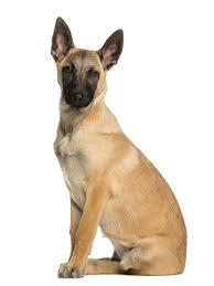 Belgian malinois prices fluctuate based on many factors including where you live or how far you are willing to travel. Belgischer Schaferhund Malinois Hunde