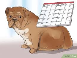 Maybe you would like to learn more about one of these? How To Help Your Dog Whelp Or Deliver Puppies With Pictures