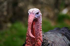 The bird has two current theories about how it was named. Get Into The Festive Spirit By Not Eating Turkey This Christmas