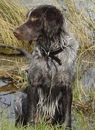 The german spaniel, also known as the deutscher wachtelhund (german quail dog). Deutscher Wachtelhund Dog Breed Information And Pictures