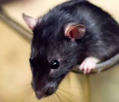 Dependendo do tamanho da infestação de ratos na sua casa, em minutos você já terá pego o primeiro. Tem Um Rato Na Minha Casa Blog Da Marilia